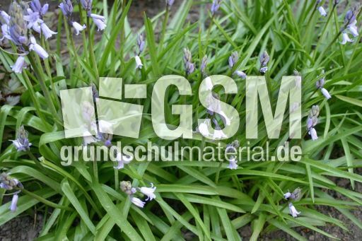 Glockenblumen-6.jpg